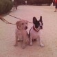 yago ( bull dog frances) y su hermana Lola( labrador) de peques